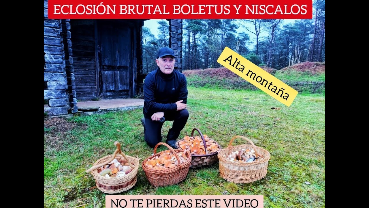 BOLETUS Y NISCALOS ECLOSIÓN BRUTAL
