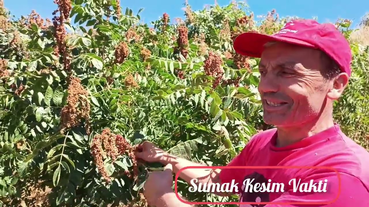 SUMAK KESİM VAKTİ