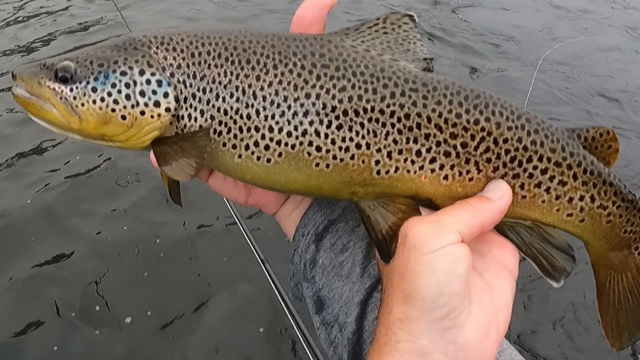 Fly Fishing the West Branch of the Delaware (Part 2), WEST BRANCH