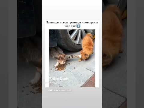 Больше видео на канале