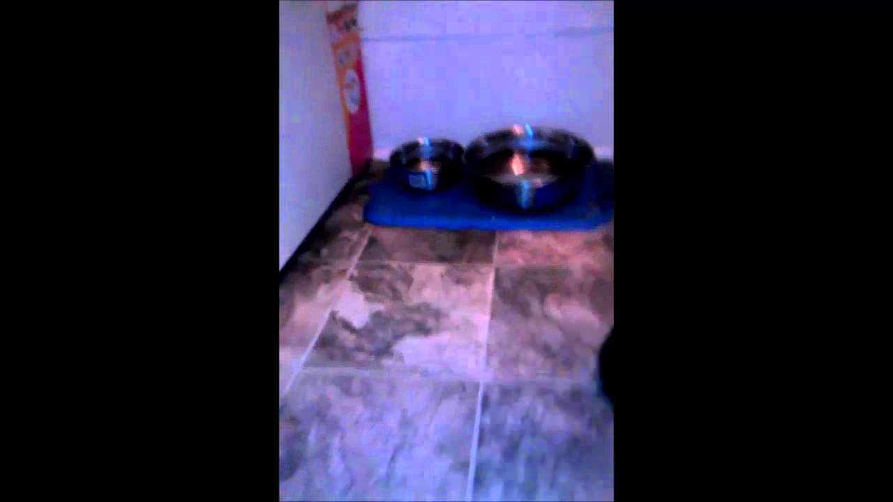 Disharmonica - Kitty Kaos ( official Death Metal Cats music video)