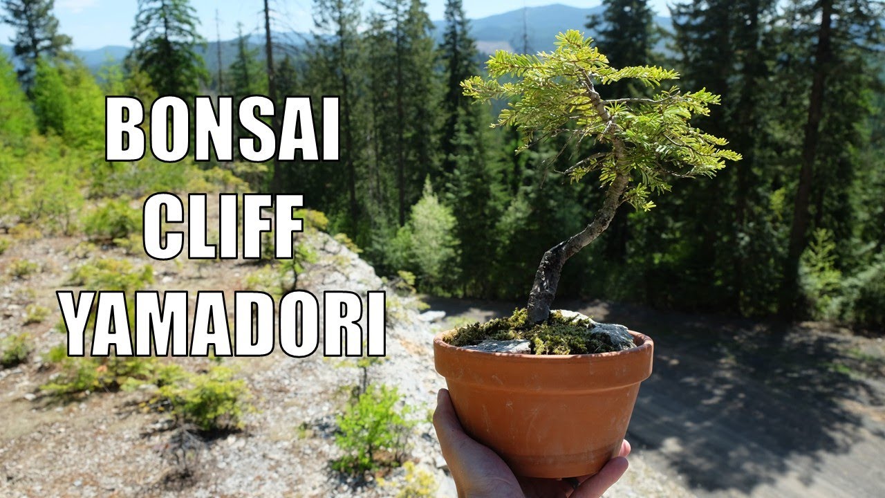 North American Yamadori: Collecting Two Trees for Bonsai in the Rocky Mountains