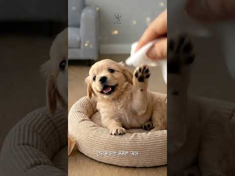 🐶 장사의민족TV가 찾은 대구 강아지분양 명소! 마마스미독 대구 본점 이야기