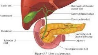 digestive glands (exocrine glands system..part1)