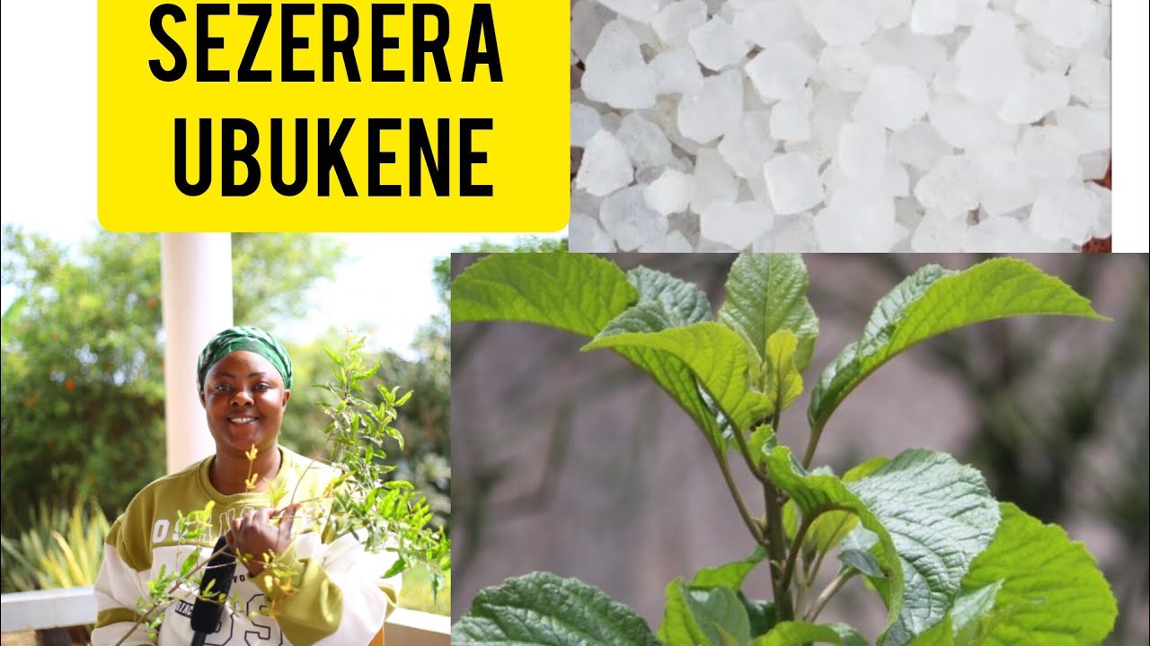 KONTI YAWE NTIZONGERA KUBAHO UBUSA #UMUTI