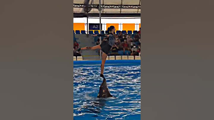 Dolphin Act 😬 TikTok @umer2m