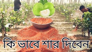 কিভাবে ছোট পেয়ারা গাছে সার দেবেন পেয়ারাতে কি কি সার দিতে হয়,