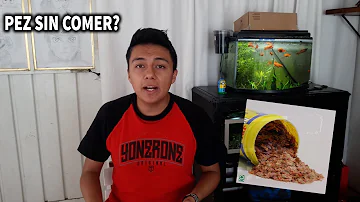 ¿Cuánto tiempo pueden pasar los peces koi sin comer?