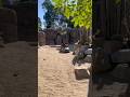 Watching turtles having fun at the San Diego zoo #sandiego #zoo #nature #travel