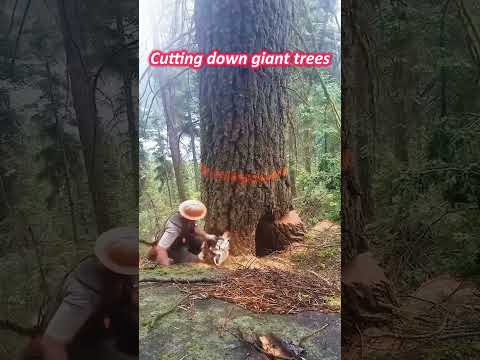 Cutting down giant trees#foryou #fyp #usa🇺🇸 #pov #funnyvideos #funny