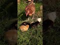 hen and chicks eating grass and feed#youtube #ytshorts #chicken chiks#chik sound #2025