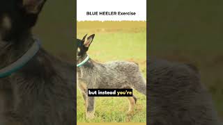 You MUST DO This with a blue heeler! #shorts