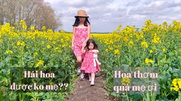 Thôn Quê Nước Anh | Mùa Hoa Cải Vàng | Rapeflower | Cuộc Sống Anh Quốc #101