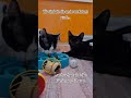 Der Tag der schwarzen Katzen
