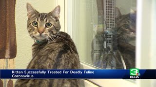 Miracle Kitten: Placer County veterinarians successfully treat cat for deadly feline coronavirus