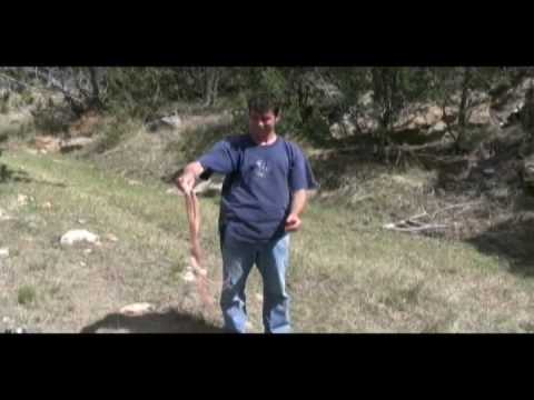 adventures of aladdin Colorado Snakes!