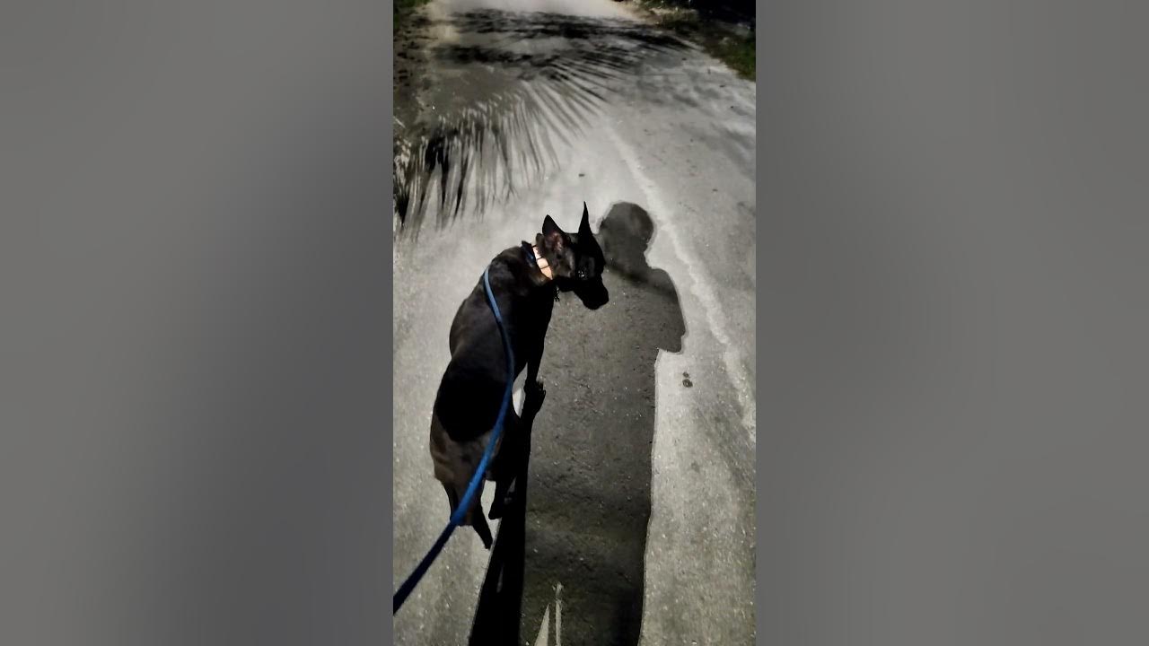 Who Let The Dogs Out😄 - YouTube - What Is Who Let The Dogs Out About