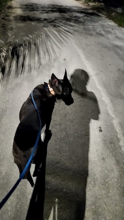 Who Let The Dogs Out😄 - YouTube - What Is Who Let The Dogs Out About