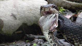 Cottonmouth vs Rattlesnake 04 - Cottonmouth Kills & Eats Rattlesnake - Time Lapse