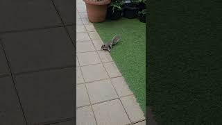 #squirrel Short no.486 - Sally!