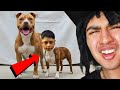 CACHETES HIJO DE P3RR@ / criminales estúpidos 2