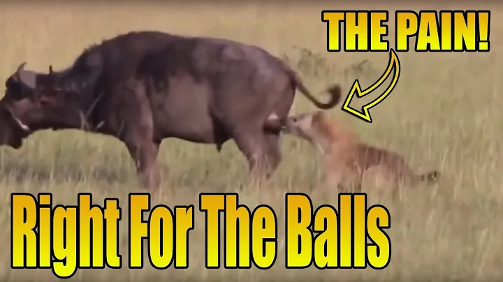 Hyena Bites Buffalo's Balls and Eats Him Alive