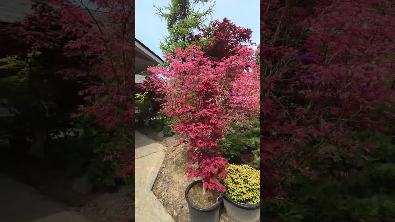INCREDIBLE PINK JAPANESE MAPLE - AMAZING MAPLES - YouTube