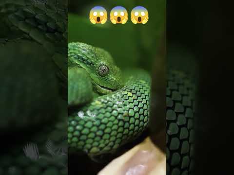 ايها الناظرون انظروا الى هذه الحيه كيف خلق الله حية 