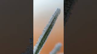 Marco lens en bevroren landschap. #macro #fotografie #foto #camera #macrofoto #lens
