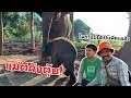 ระทึก! แม่ช้างตีลูก เนื่องจากดื้อเกิน baby elephant