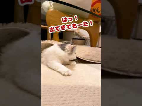 組織に狙われた猫【おしゃべりする猫】 #Shorts