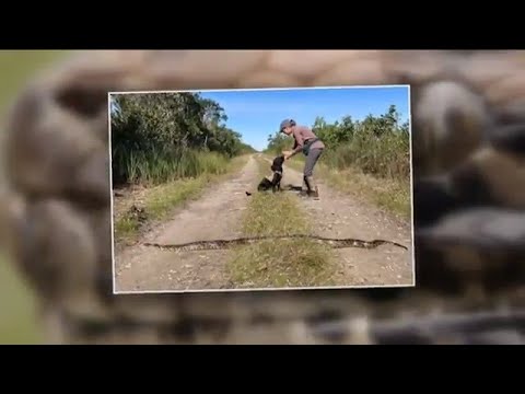 How dogs are helping find invasive pythons in the Everglades