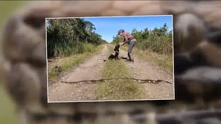 How dogs are helping find invasive pythons in the Everglades