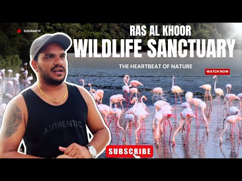 Exploring Dubai's Wildlife Sanctuary | Ras Al Khor Nature Reserve Adventure! SL Dubai Eye