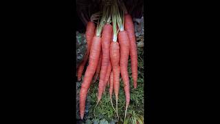 Carrot Free Stock Images Free For Any Use