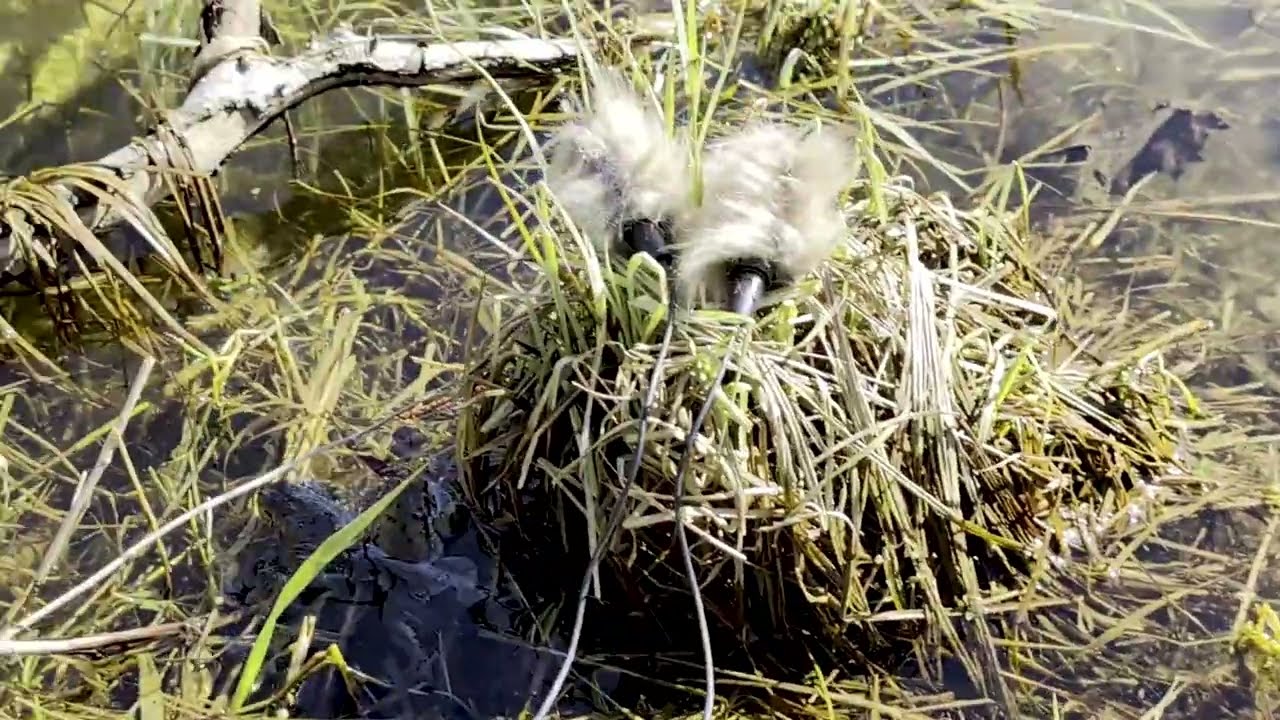 Toad mating season. European Common Toad (Bufo bufo)  High quality sound, field recording.