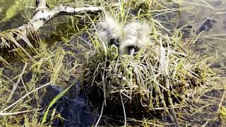 Toad mating season. European Common Toad (Bufo bufo)  High quality sound, field recording. screenshot 1