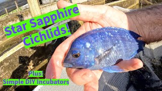 Star Sapphire Cichlids with Master Breeder Rick Biro at Florida Exotic Fish Sales Farm.
