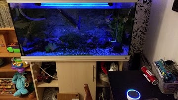 Amazon Echo Dot - Alexa - ESP8266 - WeMos fish tank light control