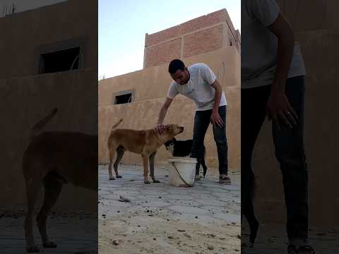 I Left The Bathroom And Went To The Street Dogs Youssef Sobhi