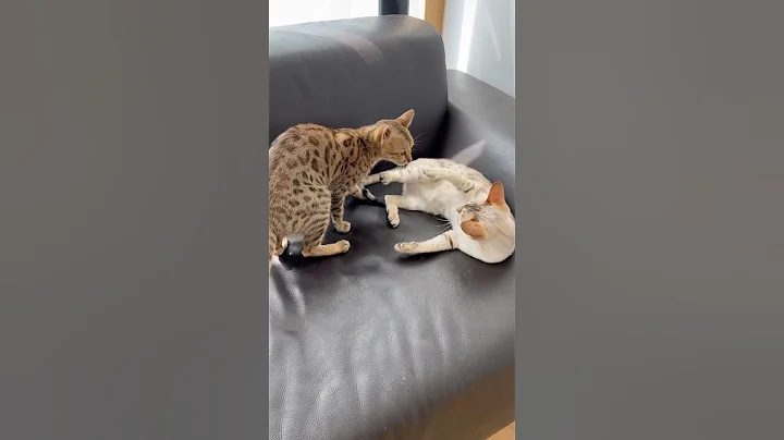 Watch the video about Savannah-Katzen😻🙀😹 #katzen #cats #savannah #shortsvideo #pets #catlovers #catshorts