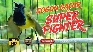 Sogon Fighter Langsung Respon Dengar Suara Sogon Gacor 5