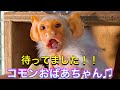 高齢猿のコモンおばあちゃん♫今年も無事に会え日がやってきました!!