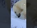 मुश्किल में क्यों हैं ध्रुवीय भालू [Polar Bears Facing Existential crisis]