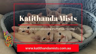 Katithanda Australian Mists  Proof of Purrsonality (Animal Assisted Therapy (AAT))