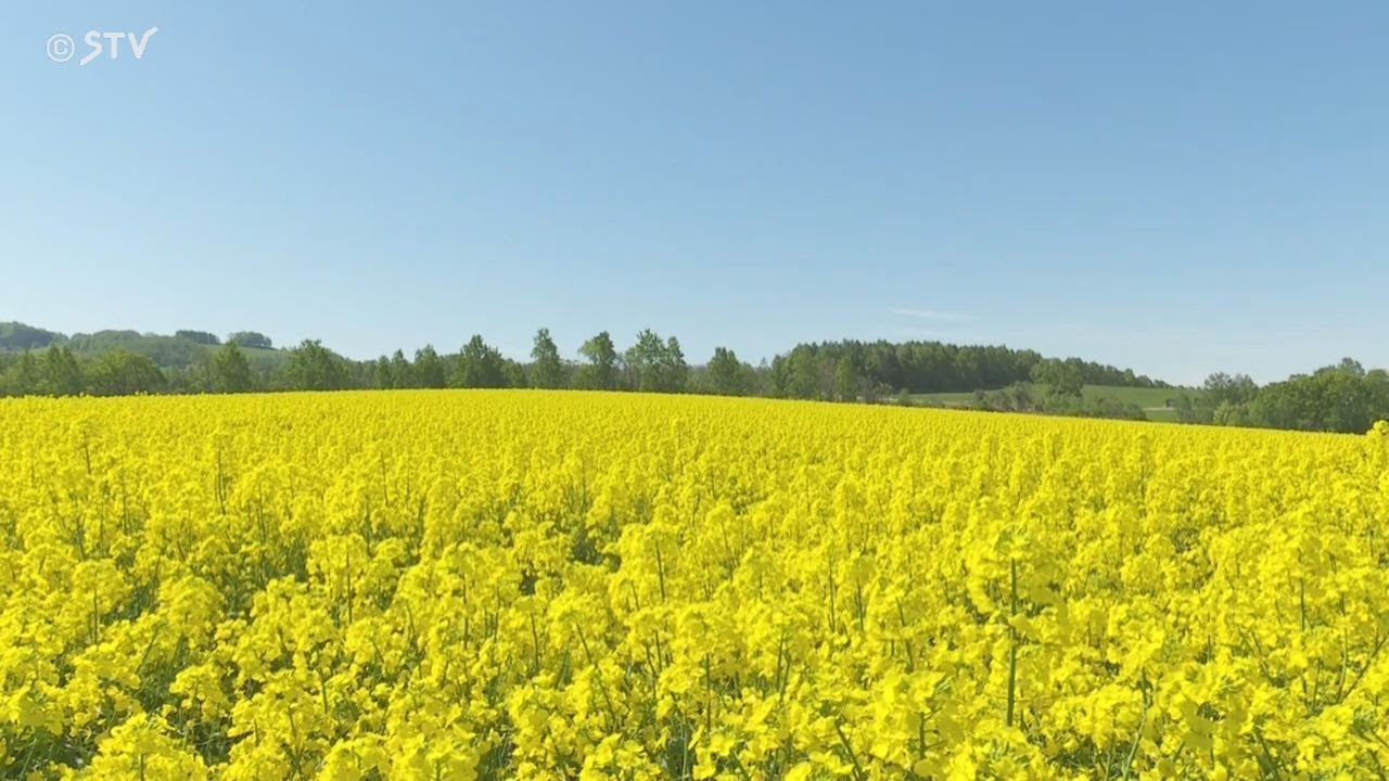 訪れた人感激「花山鳥」 まるで別世界一面菜の花 北海道滝川市の黄色の