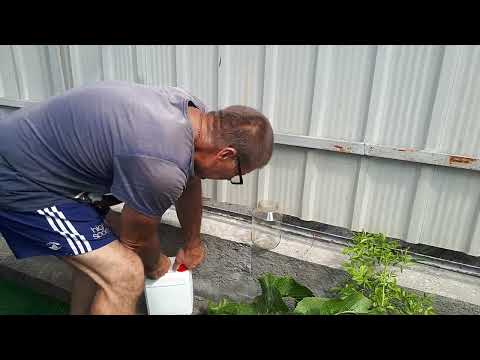 ЗНОВУ ЛОХОНУЛИСЬ!!! ОБРОБЛЯЮ ОГІРОЧКИ