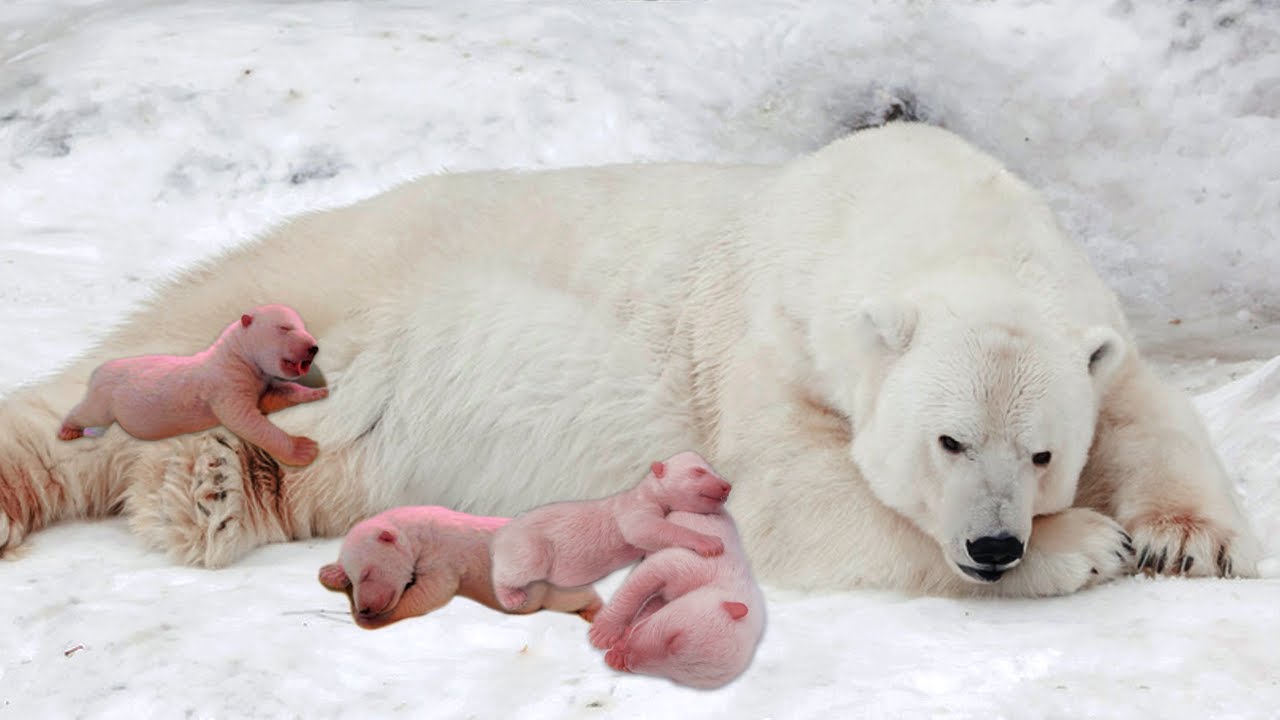 How Polar Bear Giving Birth And Feeding Her Cubs YouTube How Polar Bear Giving Birth And Feeding Her Cubs YouTube