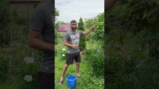 КАК ПОНЯТЬ ПЕРЕГРУЖЕНО ЛИ ДЕРЕВО УРОЖАЕМ? #нормировка #урожай #прирост #перегруз #деревья