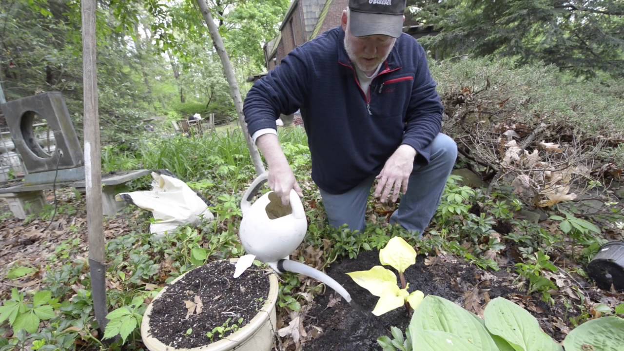 In the Garden with Doug Oster: Planting unusual perennials and fighting off hemlock pests